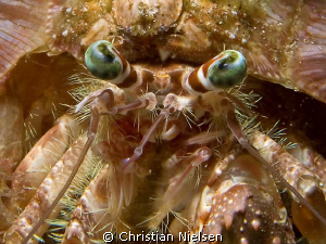 Hermit crab.
Quite a few details on this fellow.
Olympu... by Christian Nielsen 